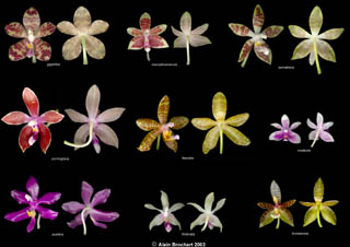 Planche botanique de Phalaenopsis botaniques