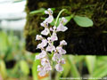 Photo : Liang
