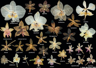 Dried flowers of Phalaenopsis species