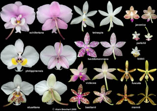 Planche botanique de Phalaenopsis botaniques