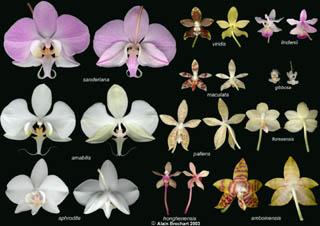 Planche botanique de Phalaenopsis botaniques