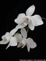 Photo : Phalaenopsis amabilis
