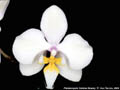 Photo : Phalaenopsis Celebes Beauty