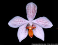 Photo : Phalaenopsis San Shia Ama