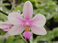 Photo : Phalaenopsis Maria-Theresia Berod