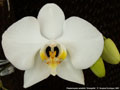 Photo : Phalaenopsis amabilis