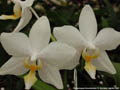 Photo : Phalaenopsis Deventeriana