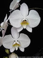 Photo : Phalaenopsis Rimesand