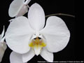 Photo : Phalaenopsis Rimesand