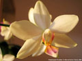 Photo : Phalaenopsis Florabilis