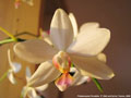 Photo : Phalaenopsis Florabilis
