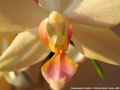 Photo : Phalaenopsis Florabilis