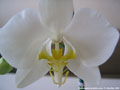 Photo : Phalaenopsis amabilis