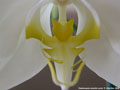 Photo : Phalaenopsis amabilis