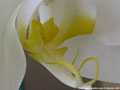 Photo : Phalaenopsis amabilis