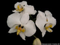 Photo : Phalaenopsis amabilis