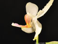 Photo : Phalaenopsis Florabilis