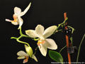 Photo : Phalaenopsis Florabilis