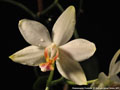 Photo : Phalaenopsis Florabilis