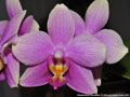 Photo : Phalaenopsis Harriettiae