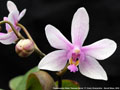 Photo : Phalaenopsis Maria-Theresia Berod