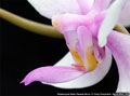 Photo : Phalaenopsis Maria-Theresia Berod
