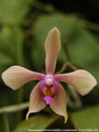 Photo : Phalaenopsis Amabracea