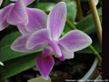 Photo : Phalaenopsis Artemis