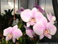 Photo : Phalaenopsis Rothschildiana