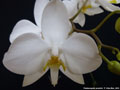 Photo : Phalaenopsis amabilis