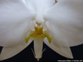 Photo : Phalaenopsis amabilis