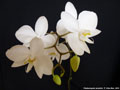 Photo : Phalaenopsis amabilis