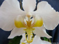 Photo : Phalaenopsis amabilis