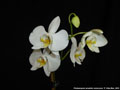 Photo : Phalaenopsis amabilis