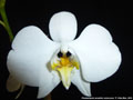 Photo : Phalaenopsis amabilis