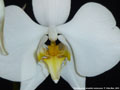 Photo : Phalaenopsis amabilis