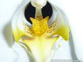 Photo : Phalaenopsis amabilis