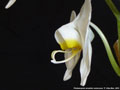 Photo : Phalaenopsis amabilis