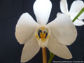 Photo : Phalaenopsis amabilis