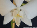 Photo : Phalaenopsis amabilis