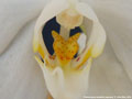 Photo : Phalaenopsis amabilis