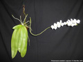 Photo : Phalaenopsis amabilis