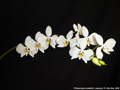 Photo : Phalaenopsis amabilis