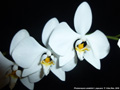 Photo : Phalaenopsis amabilis