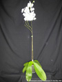 Photo : Phalaenopsis amabilis