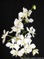 Photo : Phalaenopsis amabilis