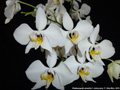 Photo : Phalaenopsis amabilis