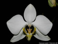 Photo : Phalaenopsis amabilis