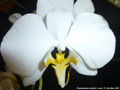 Photo : Phalaenopsis amabilis