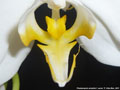 Photo : Phalaenopsis amabilis